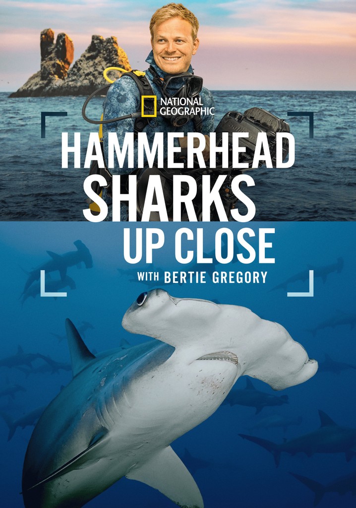 Hammerhead Sharks Up Close with Bertie Gregory poster